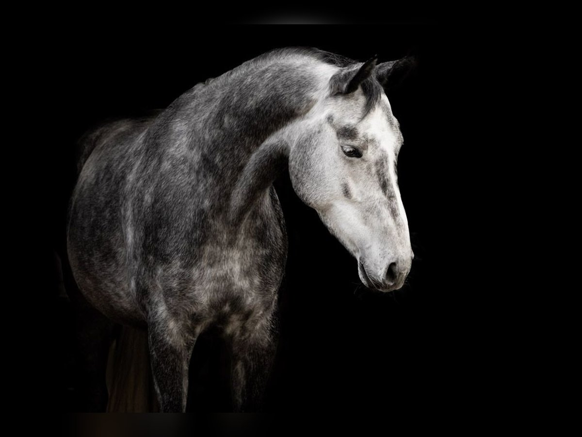 Cheval de sport allemand Jument 6 Ans 164 cm Gris pommelé in Neuwied