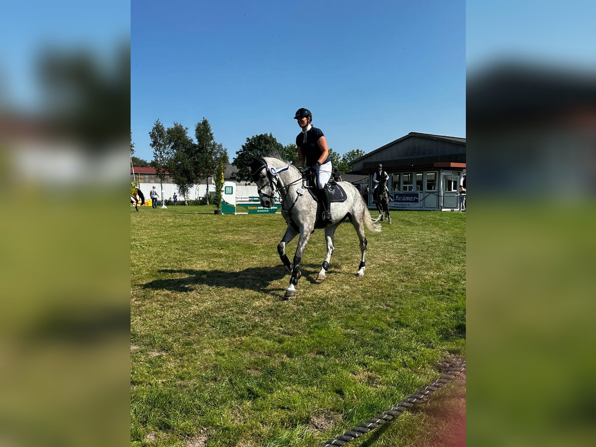 Cheval de sport allemand Jument 6 Ans 165 cm Gris moucheté in Westerstede