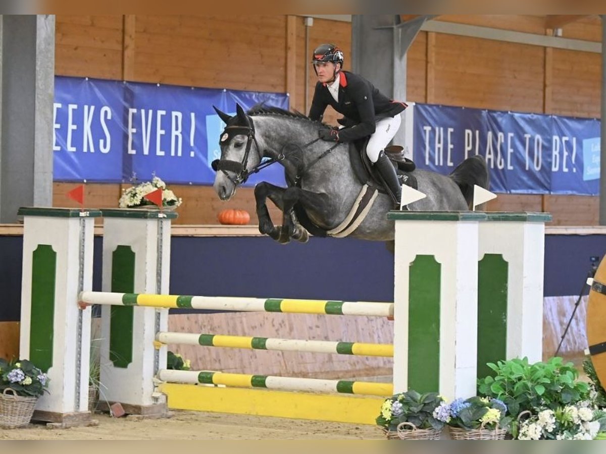 Cheval de sport allemand Jument 6 Ans 165 cm Gris pommelé in Sankt Margarethen bei Knittelfeld