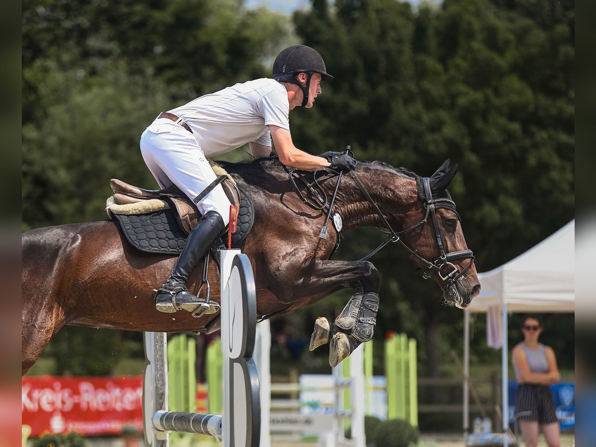 Cheval de sport allemand Jument 6 Ans 167 cm Bai brun in Riedstadt