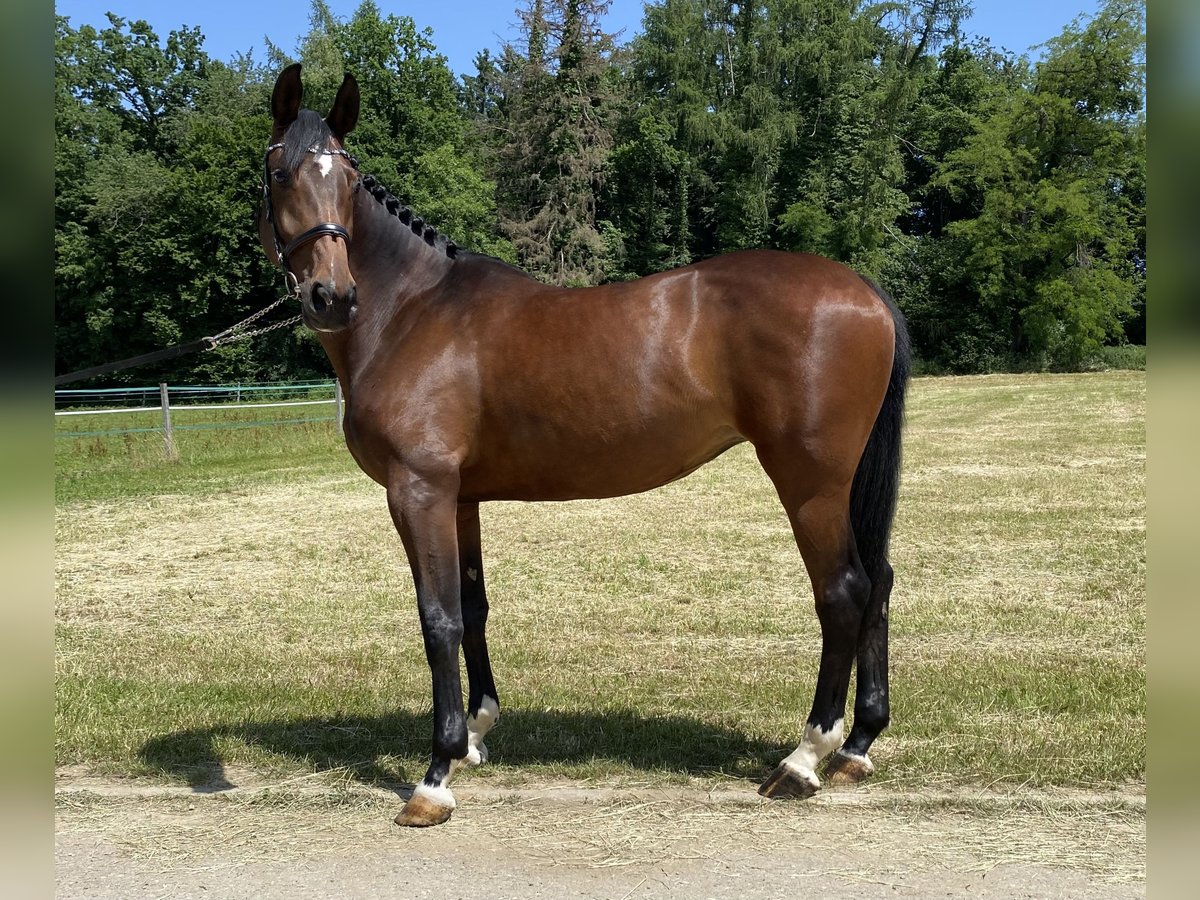 Cheval de sport allemand Jument 6 Ans 167 cm Bai in Palling