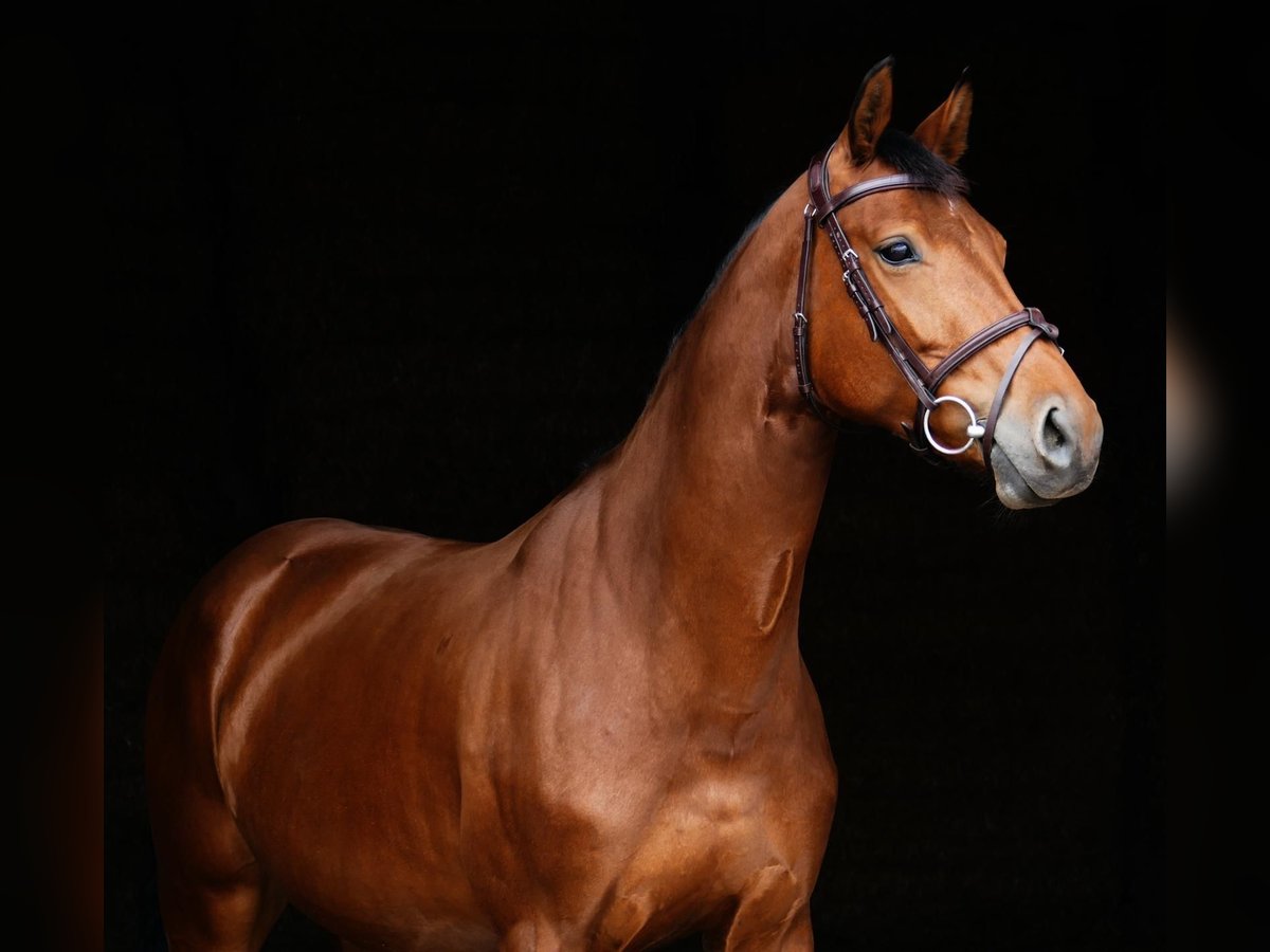 Cheval de sport allemand Jument 6 Ans 167 cm Bai in Landsberg