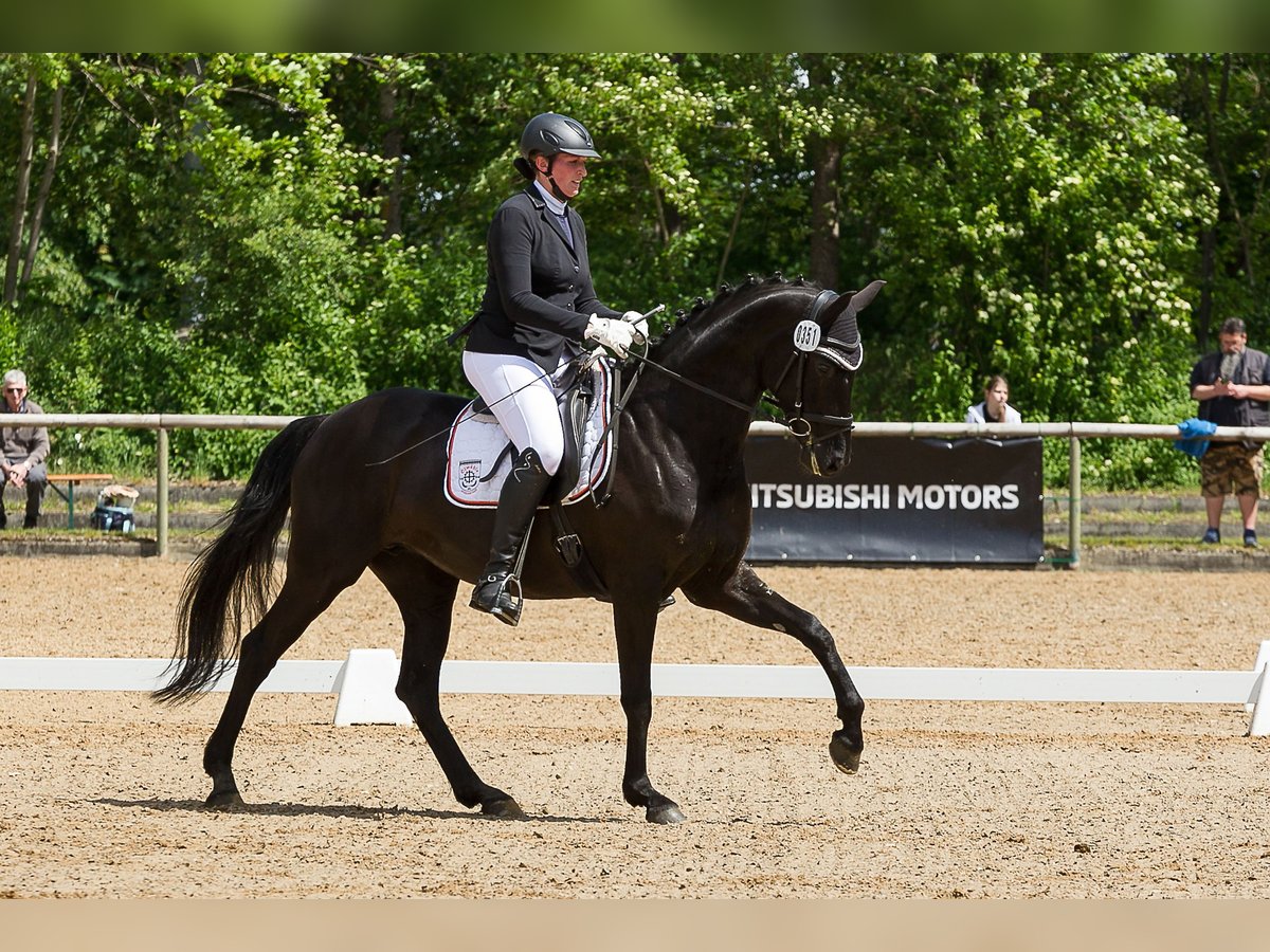 Cheval de sport allemand Jument 6 Ans 167 cm Noir in Illertissen