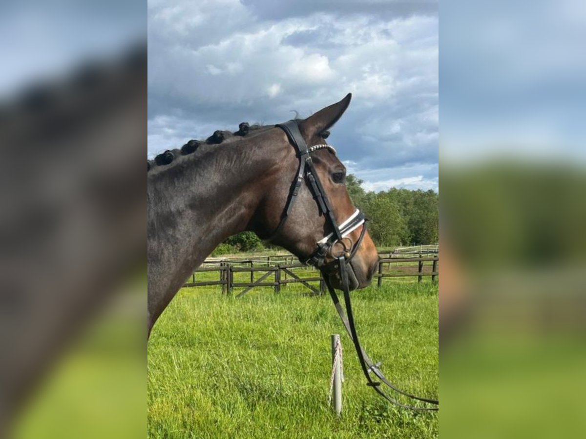 Cheval de sport allemand Jument 6 Ans 168 cm Bai in Büttelborn