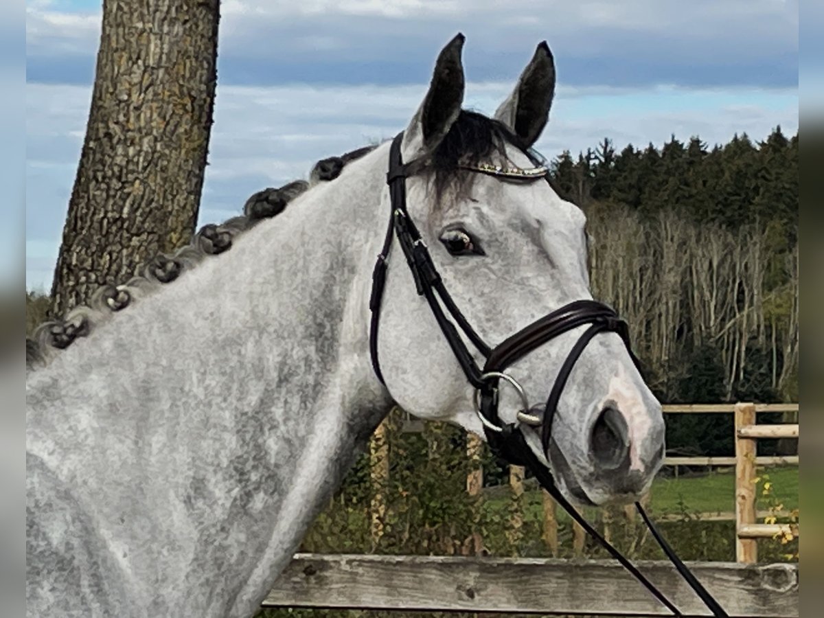 Cheval de sport allemand Jument 6 Ans 168 cm Gris in Bad Dürrheim