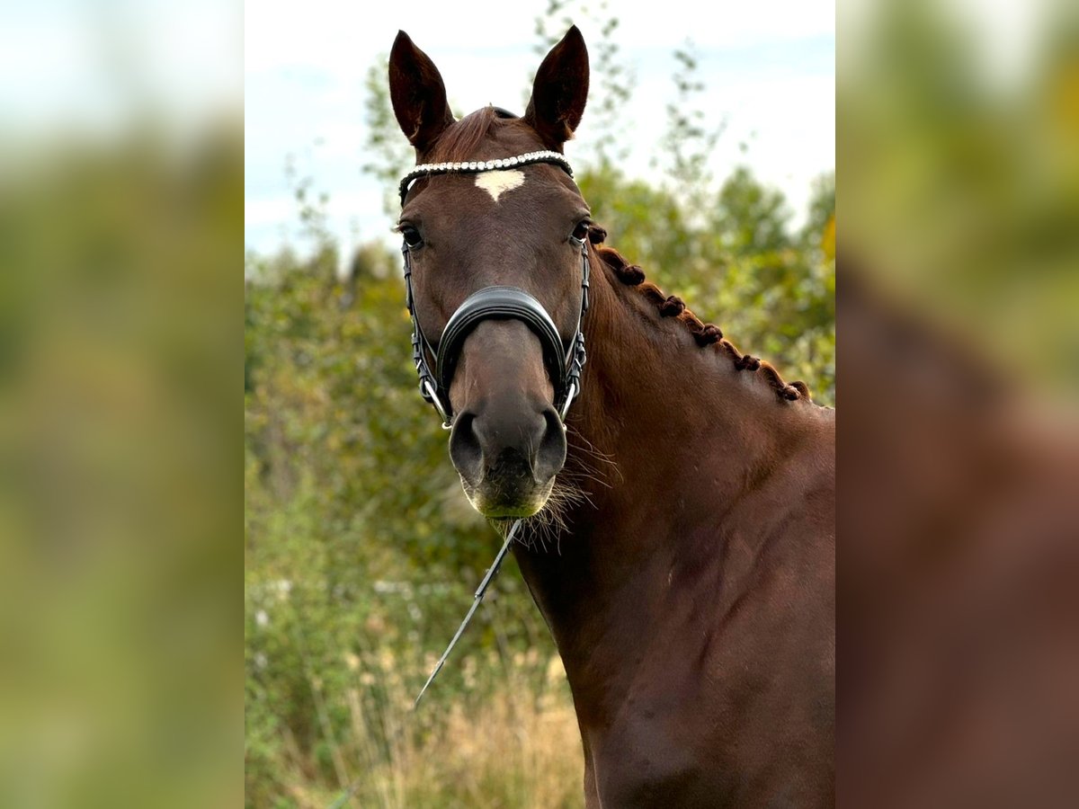 Cheval de sport allemand Jument 6 Ans 170 cm Alezan brûlé in Memmingen