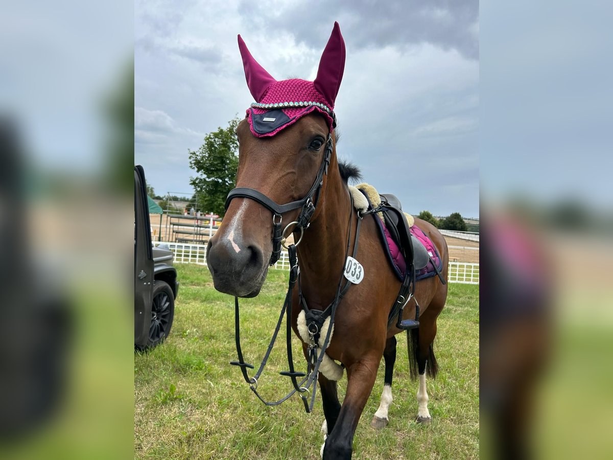 Cheval de sport allemand Jument 6 Ans 170 cm Bai brun in Leipzig
