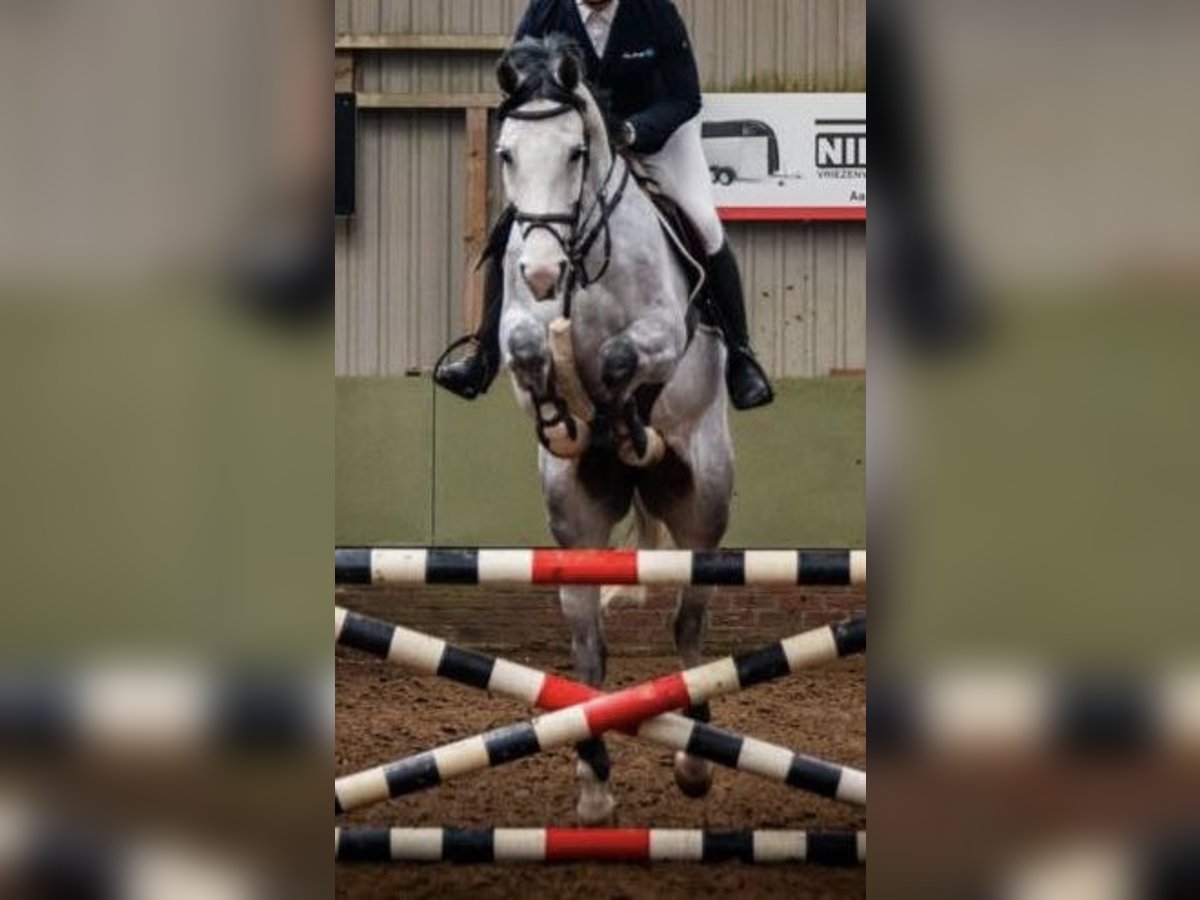 Cheval de sport allemand Jument 6 Ans in Kaiserslautern