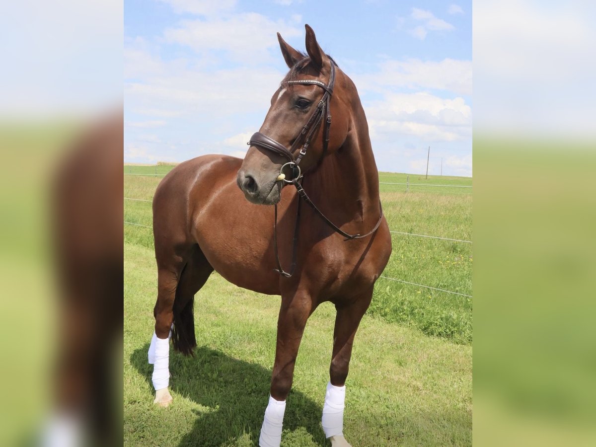 Cheval de sport allemand Jument 7 Ans 163 cm Alezan brûlé in Esslingen am Neckar