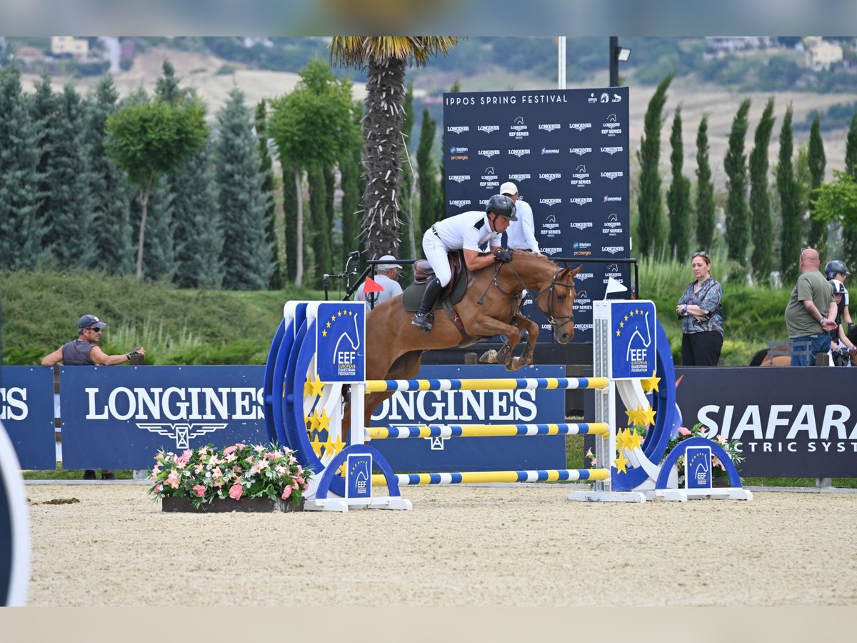 Cheval de sport allemand Jument 7 Ans 163 cm Alezan brûlé in Samorin