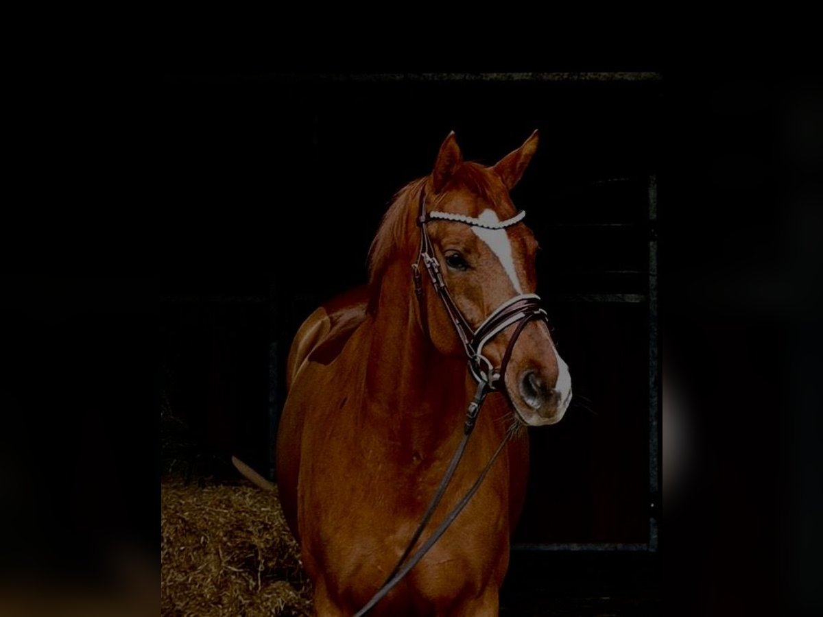 Cheval de sport allemand Jument 7 Ans 164 cm Alezan in Weilheim an der Teck