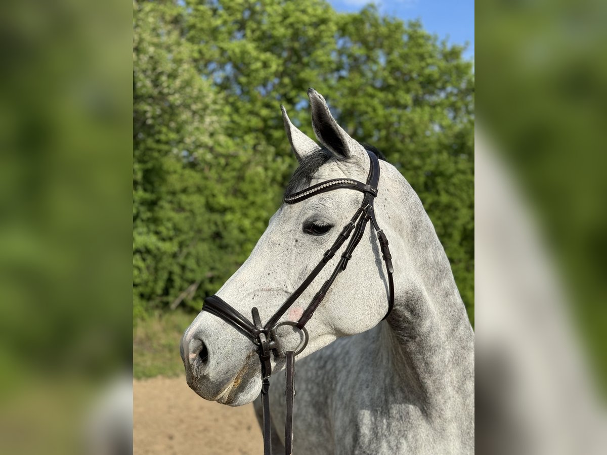 Cheval de sport allemand Jument 7 Ans 165 cm Gris pommelé in Mannheim