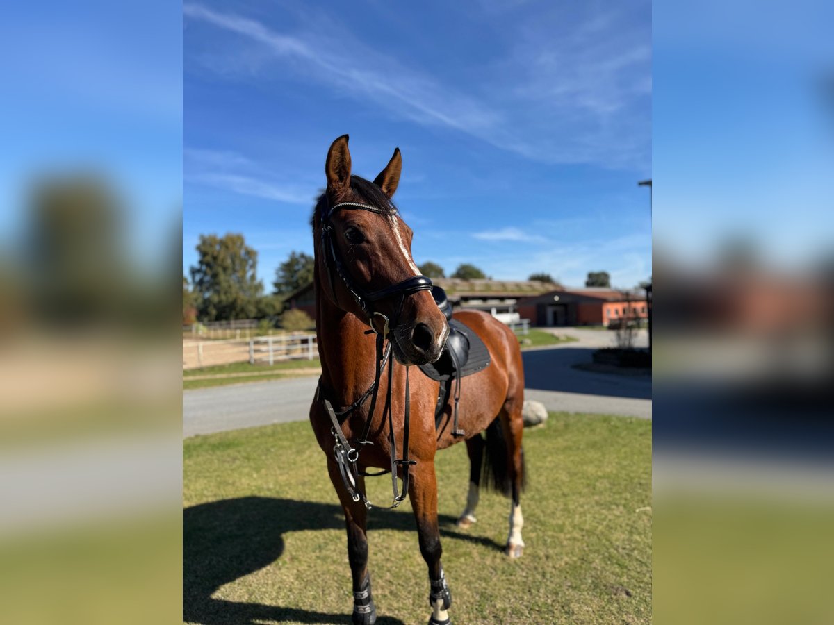 Cheval de sport allemand Jument 7 Ans 170 cm Bai in Rostock