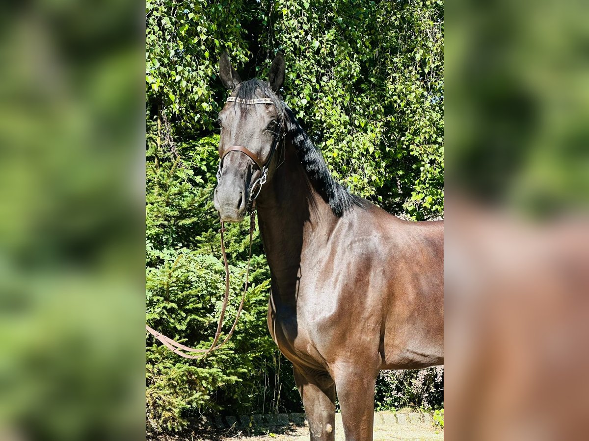 Cheval de sport allemand Jument 7 Ans 170 cm in Durmersheim