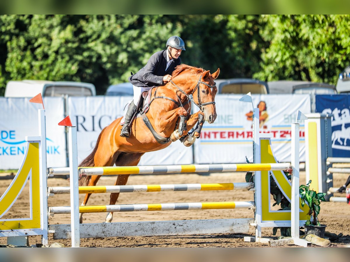 Cheval de sport allemand Jument 8 Ans 167 cm Alezan in Grabow