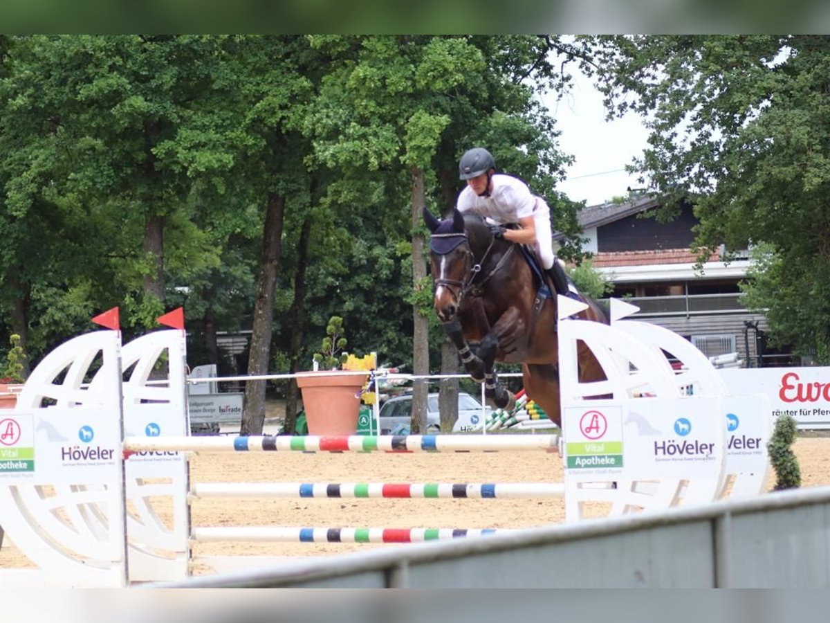 Cheval de sport allemand Jument 8 Ans 167 cm Bai in Schmölln