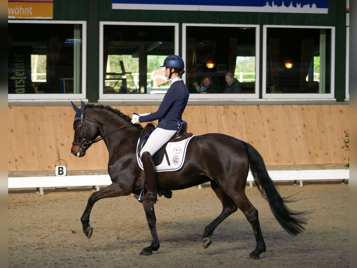 Cheval de sport allemand Jument 8 Ans 168 cm Bai brun foncé in Delbrück