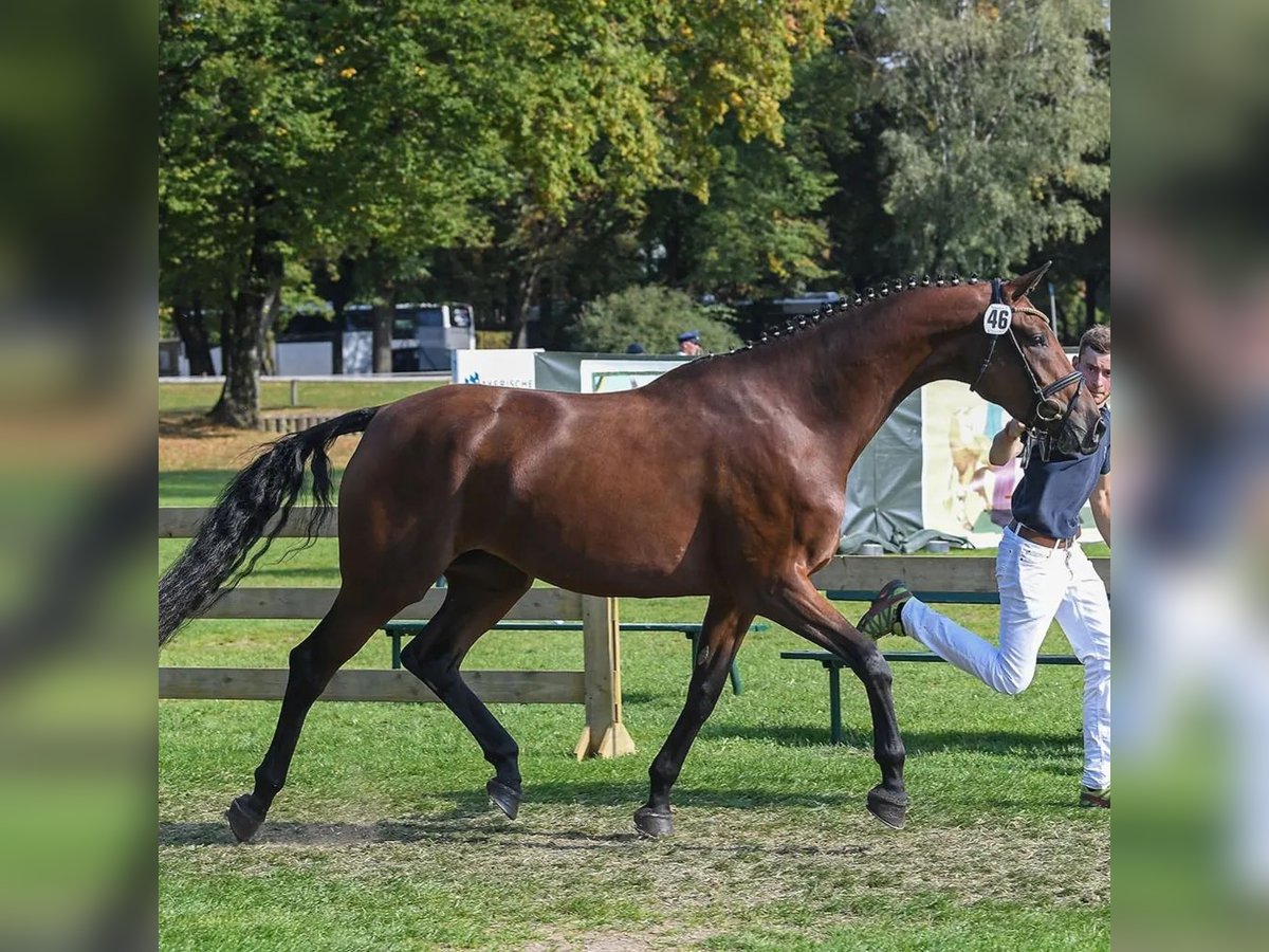 Cheval de sport allemand Jument 8 Ans 168 cm Bai in Unterthingau