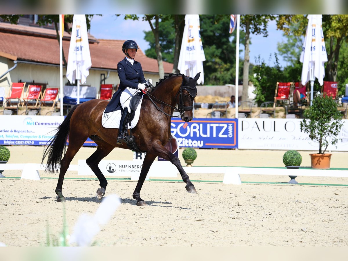 Cheval de sport allemand Jument 8 Ans 174 cm Bai brun in Görlitz