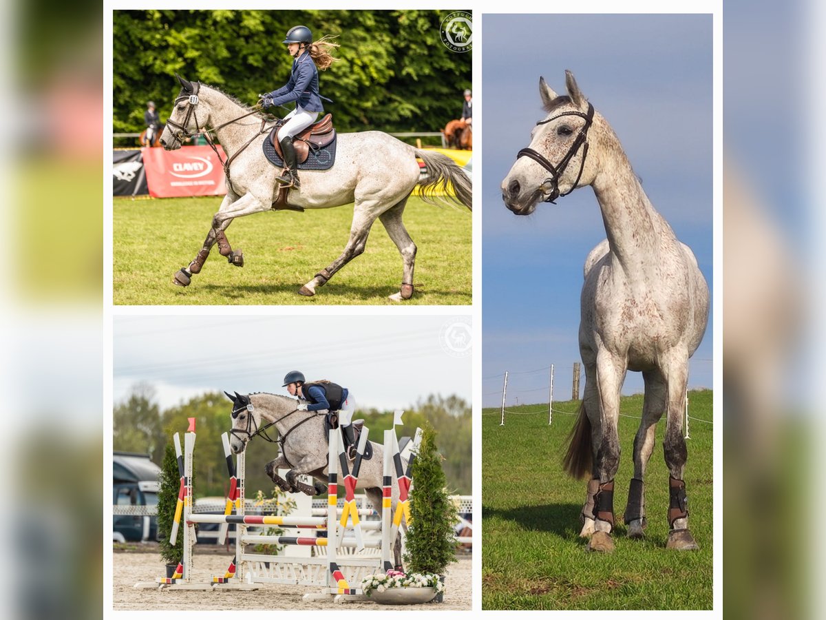 Cheval de sport allemand Jument 8 Ans 174 cm Gris in Cremlingen