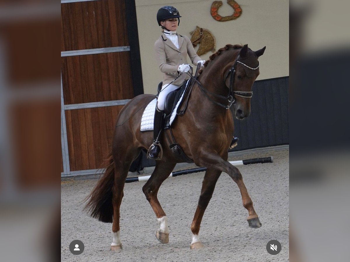 Cheval de sport allemand Jument 8 Ans 175 cm Alezan brûlé in Lippetal