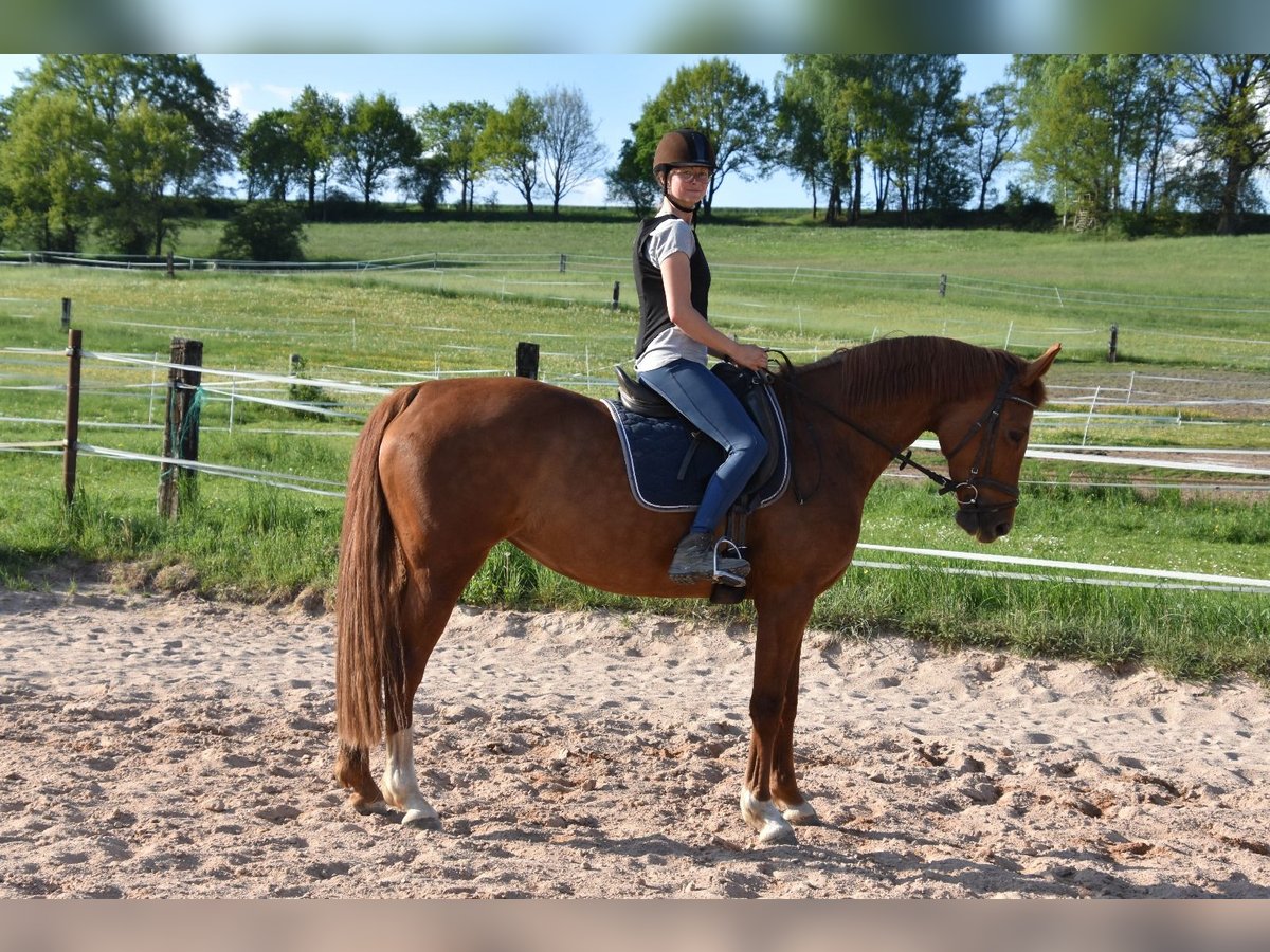 Cheval de sport allemand Jument 9 Ans 164 cm in Parkstein