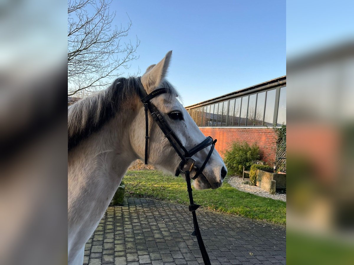 Cheval de sport allemand Jument 9 Ans 164 cm Gris in Altenberge