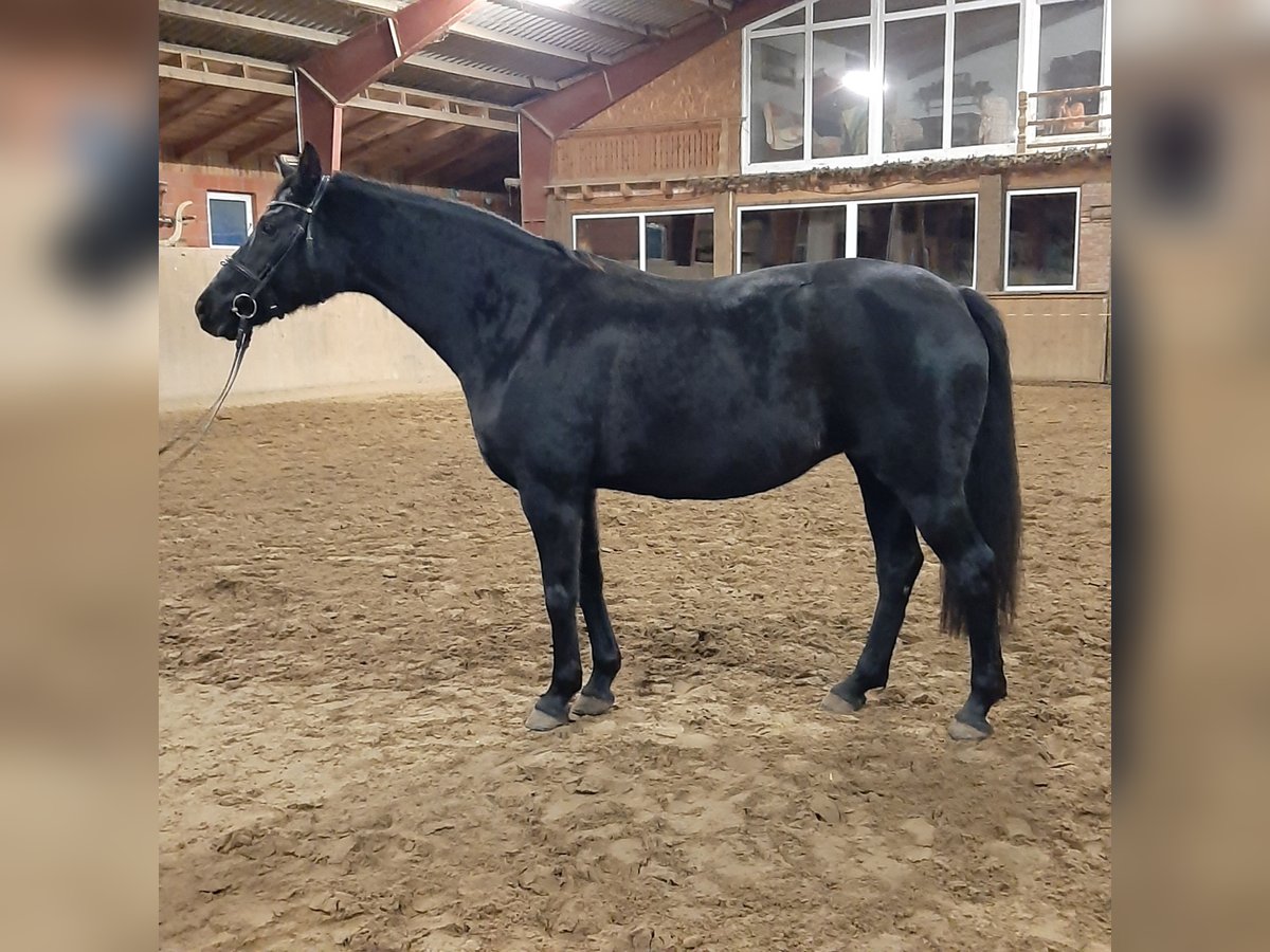 Cheval de sport allemand Jument 9 Ans 164 cm Noir in Schwedt/Oder