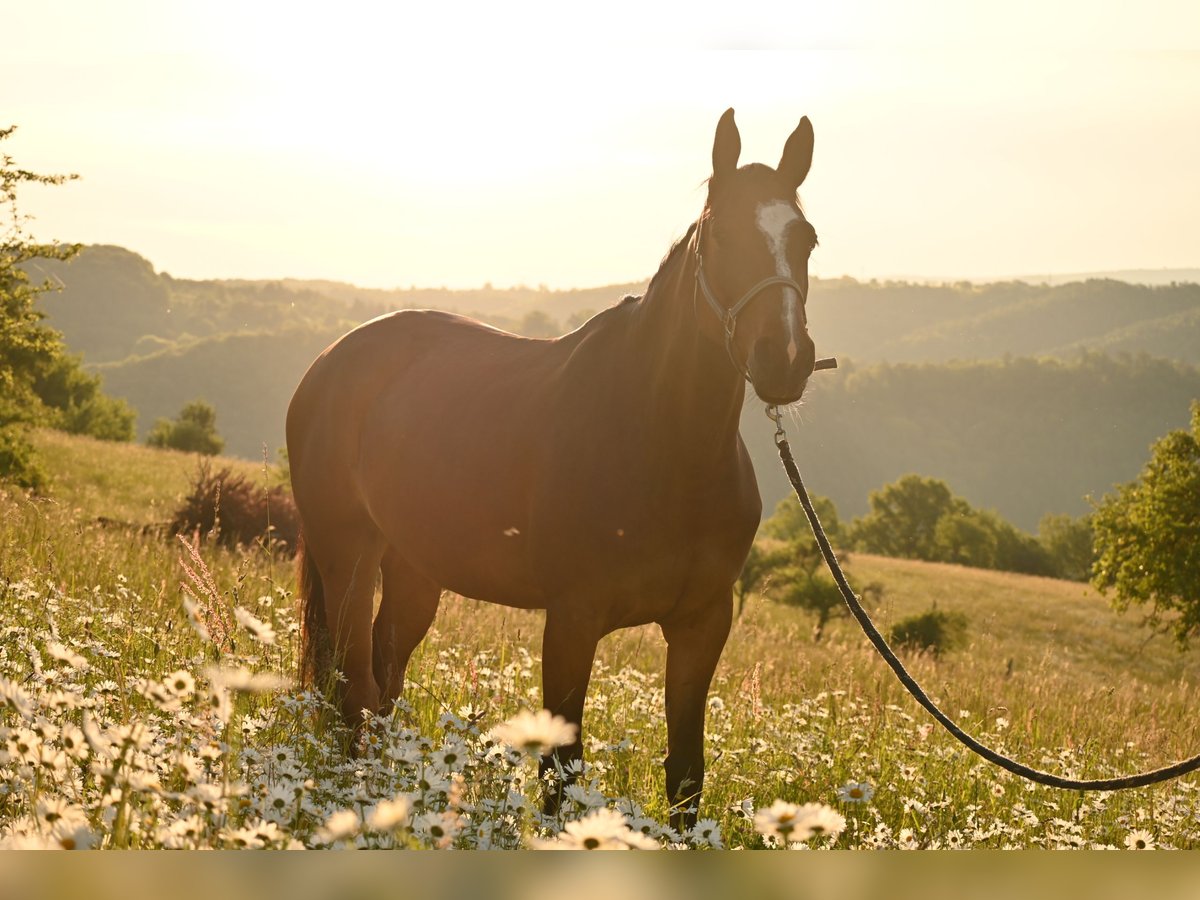 Cheval de sport allemand Jument 9 Ans 165 cm Bai in Maintal