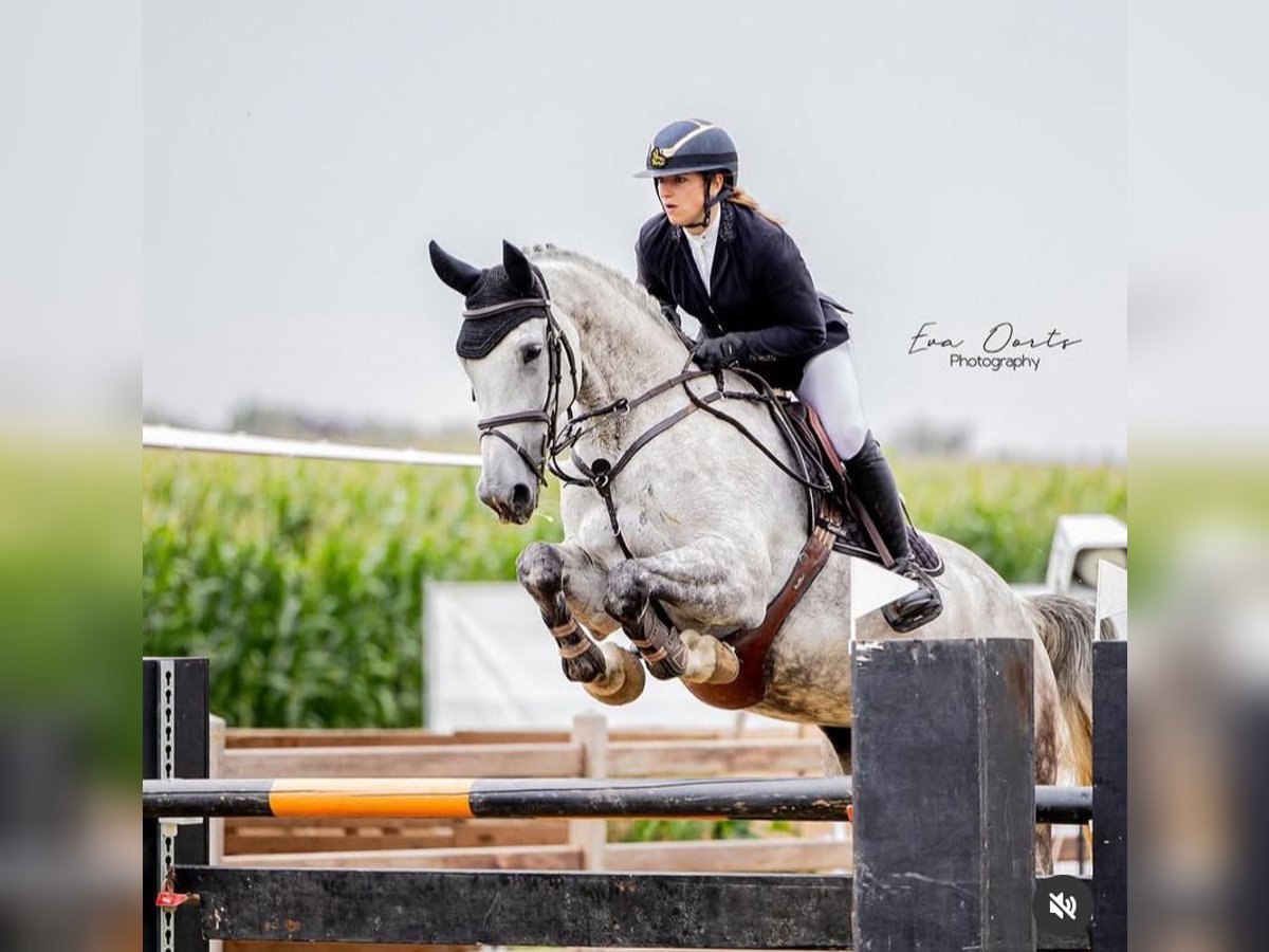 Cheval de sport allemand Jument 9 Ans 169 cm Gris in Scherpenheuvel
