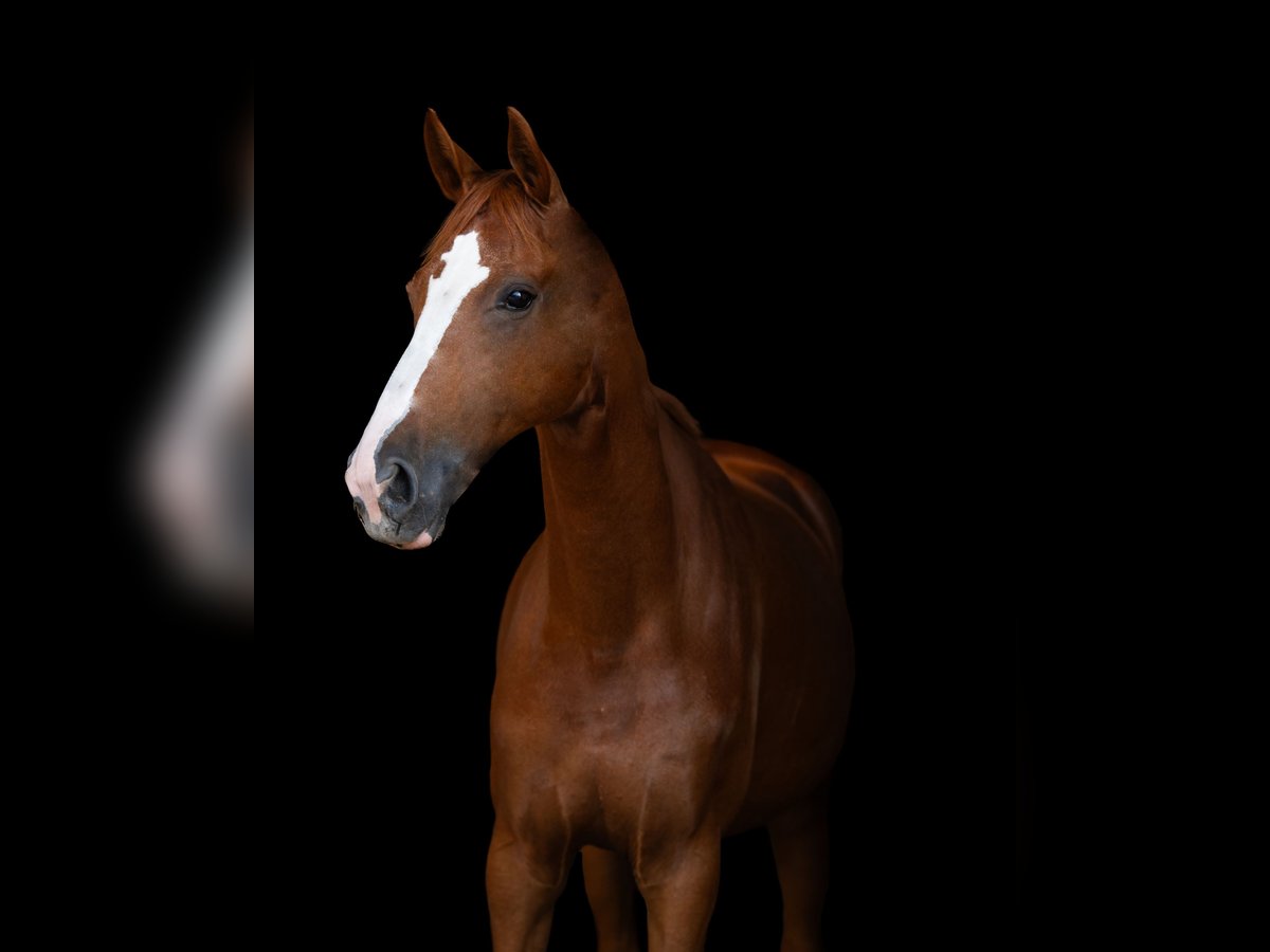 Cheval de sport allemand Jument 9 Ans 170 cm Alezan in M&#xFC;nchsm&#xFC;nster