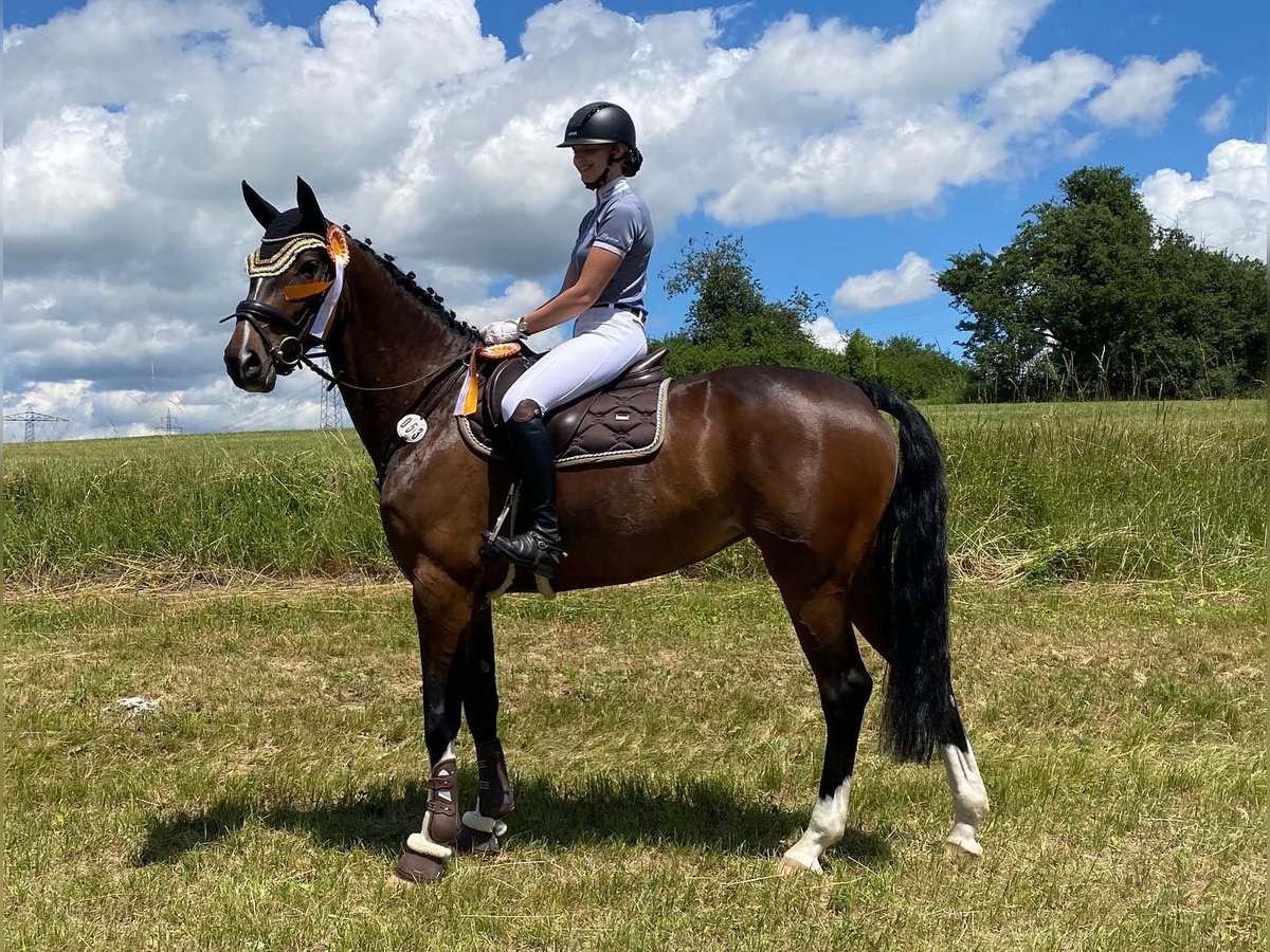 Cheval de sport allemand Jument 9 Ans 170 cm Bai brun in Ühlingen-Birkendorf