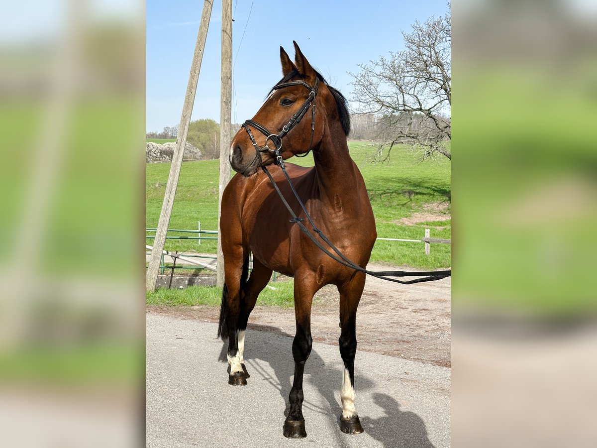 Cheval de sport allemand Jument 9 Ans 170 cm Bai in Bahretal