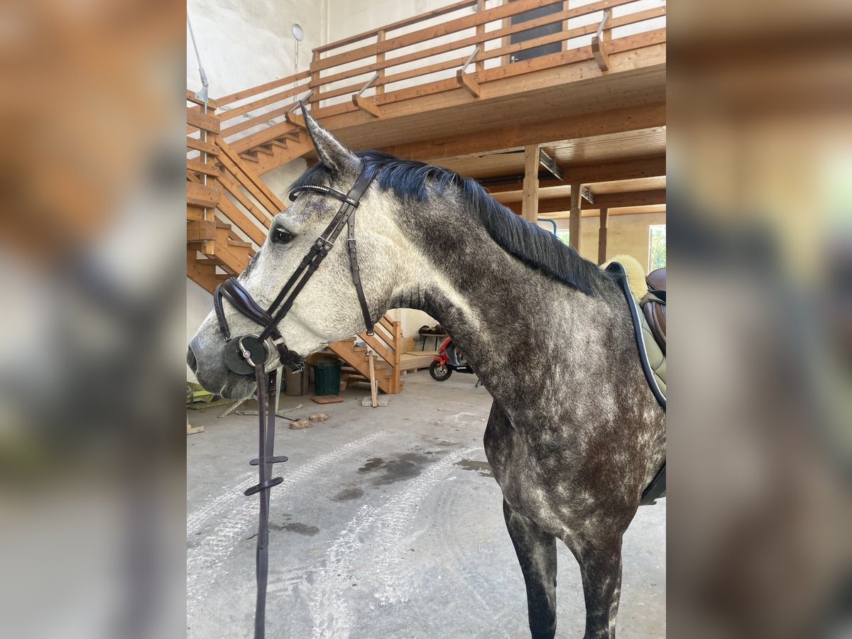 Cheval de sport allemand Jument 9 Ans 176 cm Gris pommelé in Karstädt