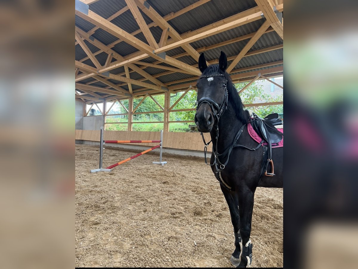 Cheval de sport allemand Jument 9 Ans 180 cm Bai brun foncé in Sachsen