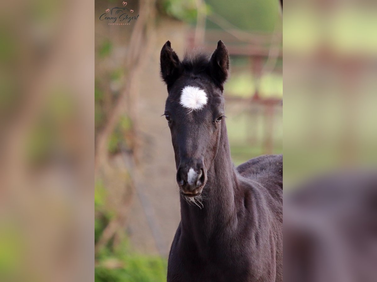 Cheval de sport allemand Jument  165 cm Gris noir in Möllenbeck