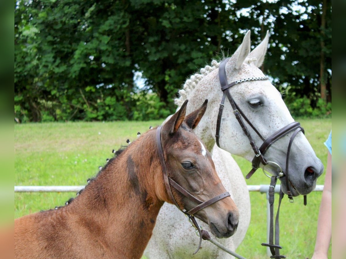 Cheval de sport allemand Jument Poulain (04/2024) 167 cm Peut devenir gris in Bismark (Altmark)