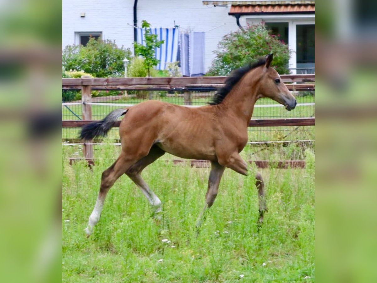 Cheval de sport allemand Jument Poulain (05/2024) 169 cm Gris (bai-dun) in Ottnang