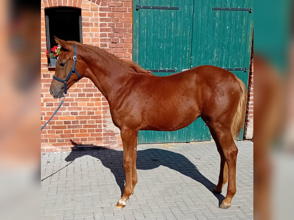 Cheval de sport allemand Jument Poulain (04/2024) 170 cm Alezan brûlé in Milower Land