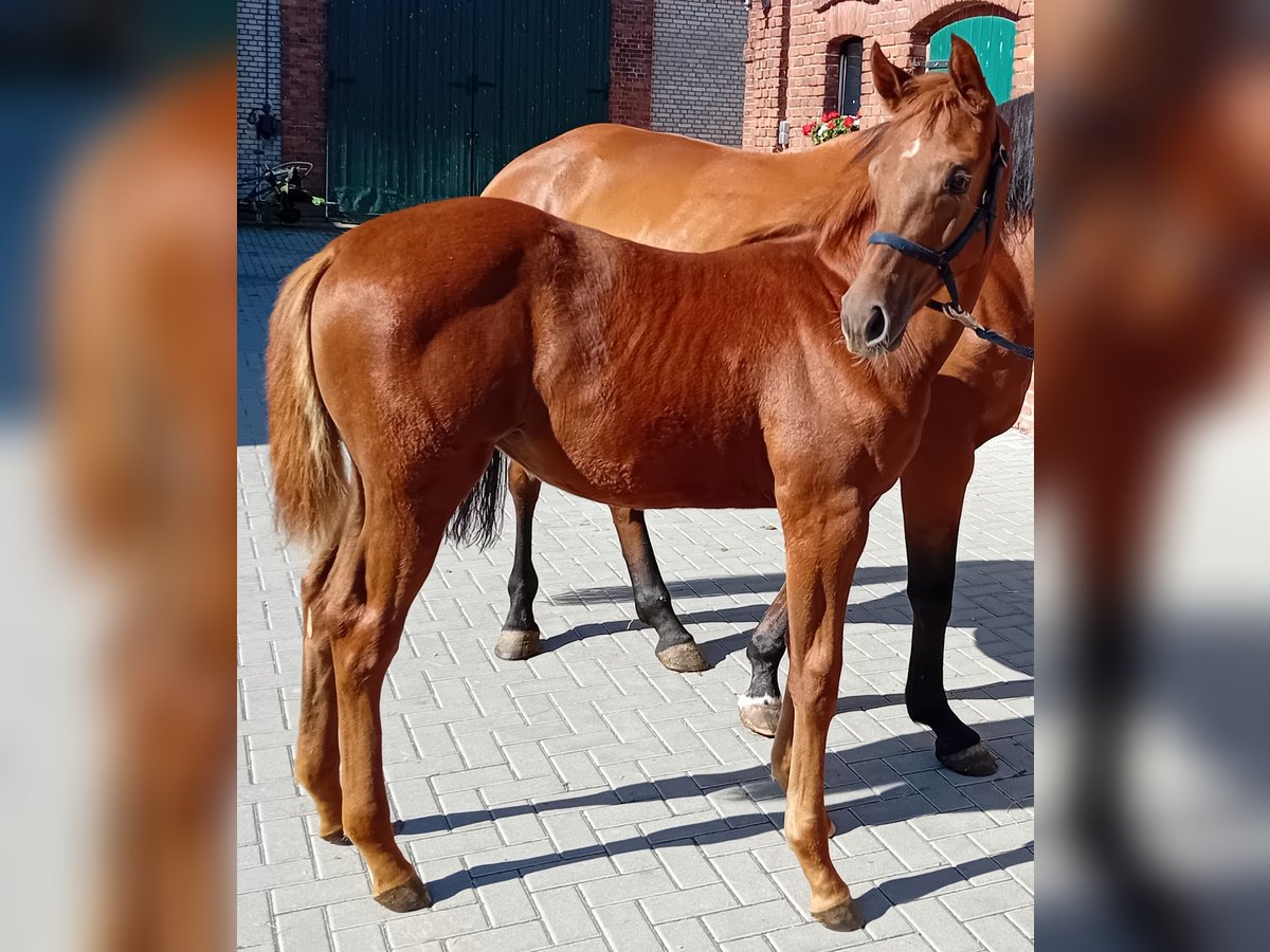 Cheval de sport allemand Jument  170 cm Alezan brûlé in Milower Land