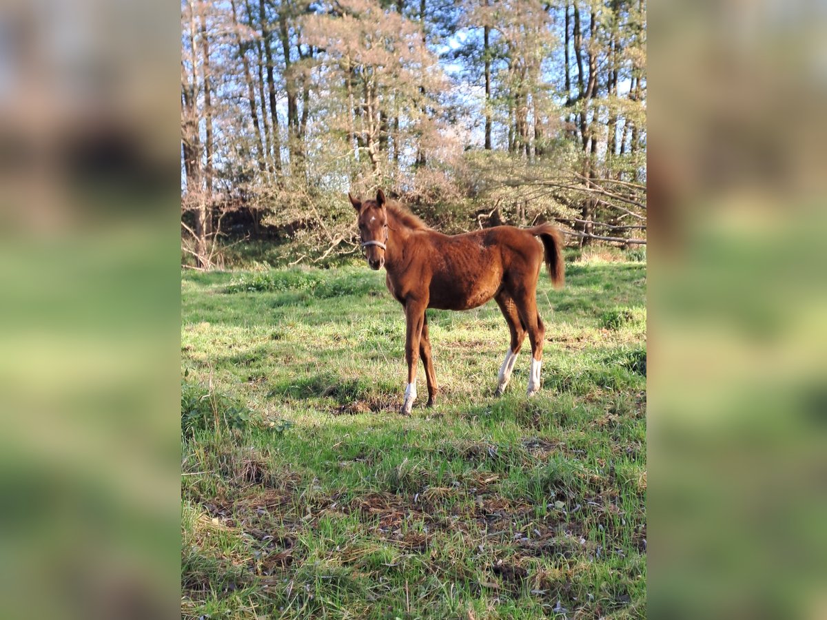 Cheval de sport allemand Jument  170 cm Alezan in Putlitz