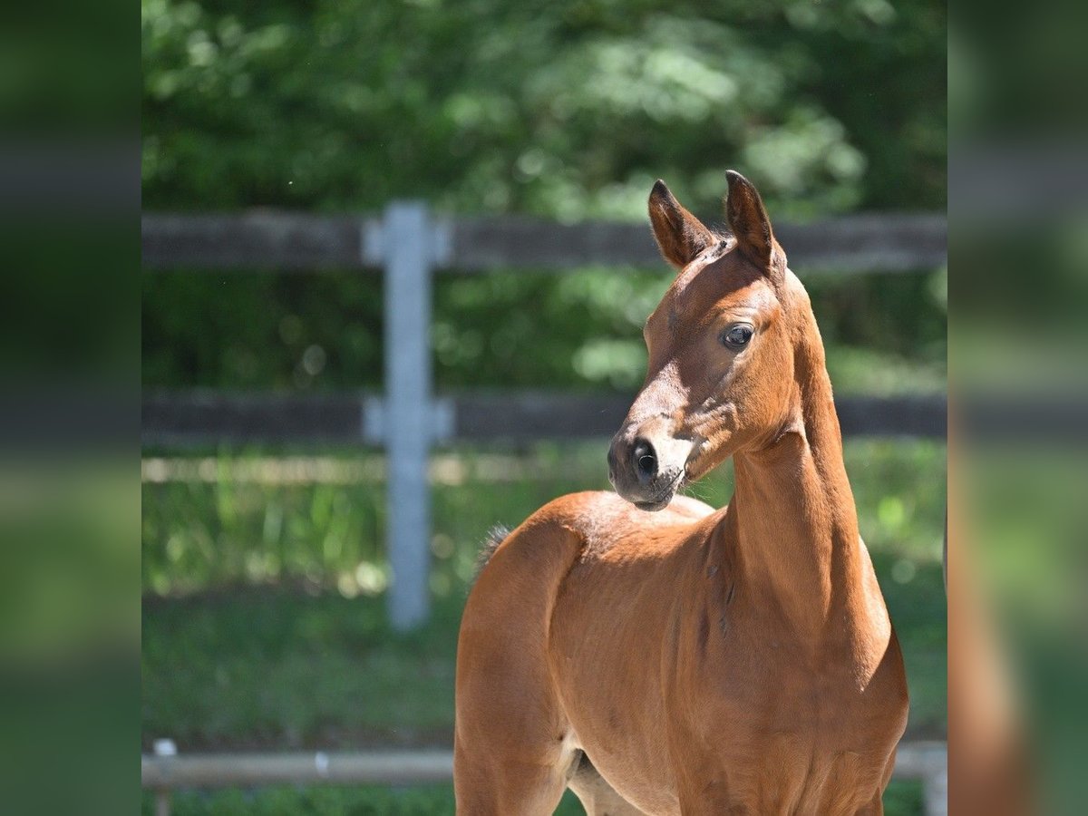 Cheval de sport allemand Jument  170 cm Bai in Osterburg