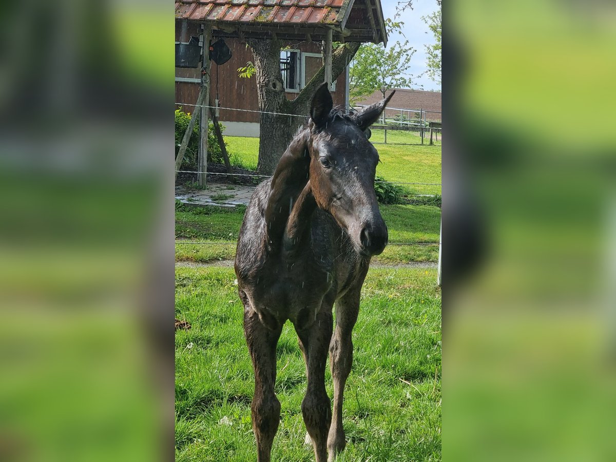 Cheval de sport allemand Jument Poulain (02/2024) 172 cm Peut devenir gris in Bühlerzell