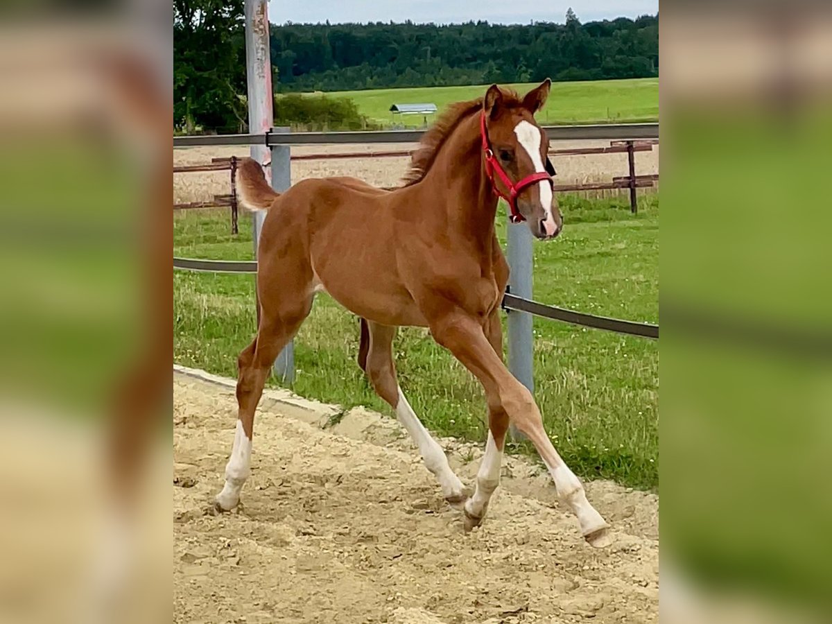 Cheval de sport allemand Jument Poulain (06/2025) 173 cm Alezan in Waldbrunn (Westerwald)