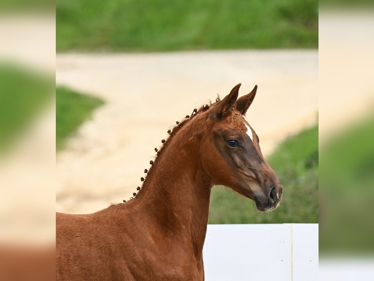 Cheval de sport allemand Jument Poulain (03/2024) Alezan brûlé in Weilheim an der Teck