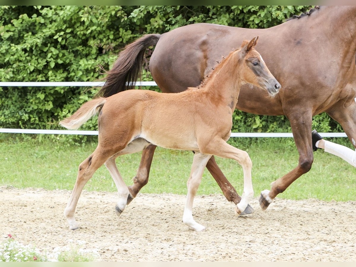 Cheval de sport allemand Jument Poulain (05/2024) Alezan brûlé in Fronhofen