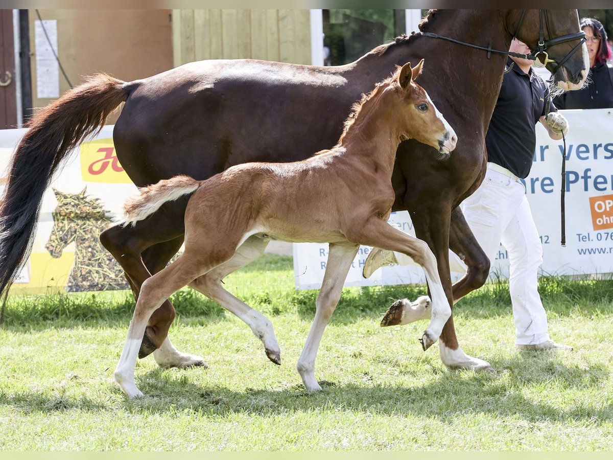 Cheval de sport allemand Jument Poulain (05/2024) Alezan brûlé in Fronhofen