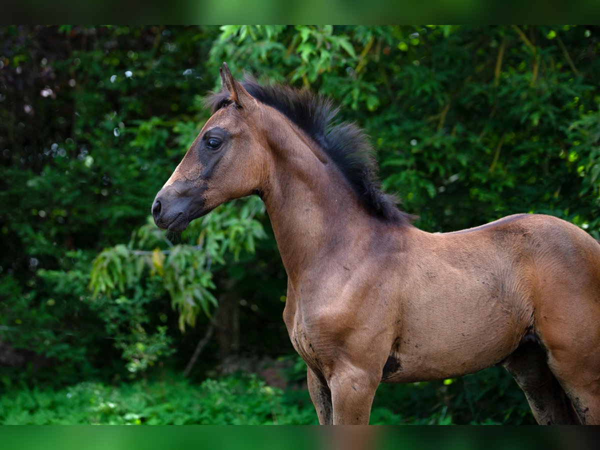 Cheval de sport allemand Jument Poulain (05/2025) Bai brun in Baruth/Mark