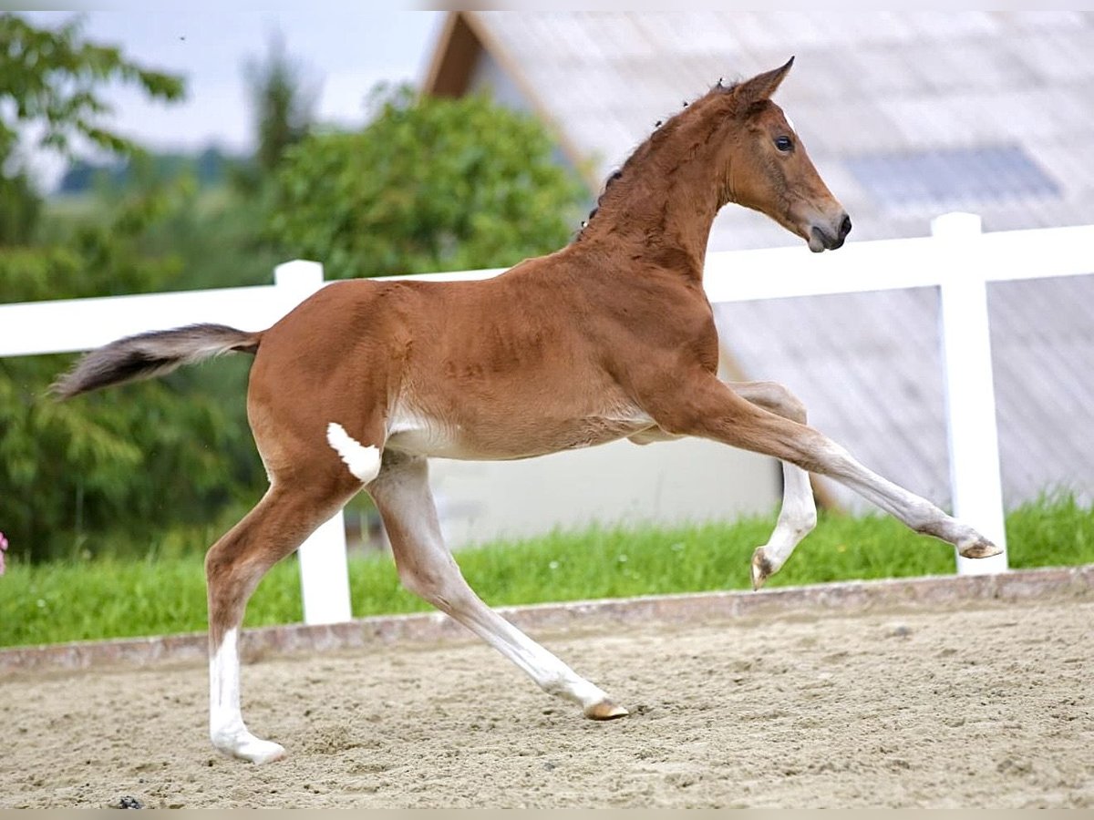 Cheval de sport allemand Jument Poulain (06/2025) Bai brun in Rehfeld