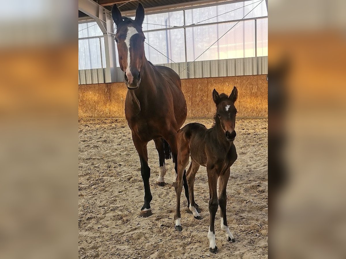 Cheval de sport allemand Jument  Bai brun in Meyenburg